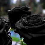 Black Rose