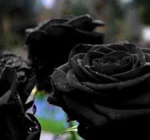 Black Rose