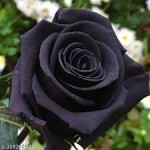 Black Rose