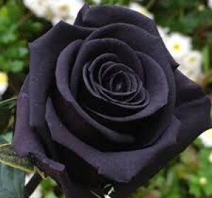 Black Rose