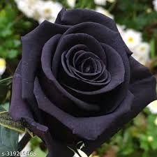 Black Rose